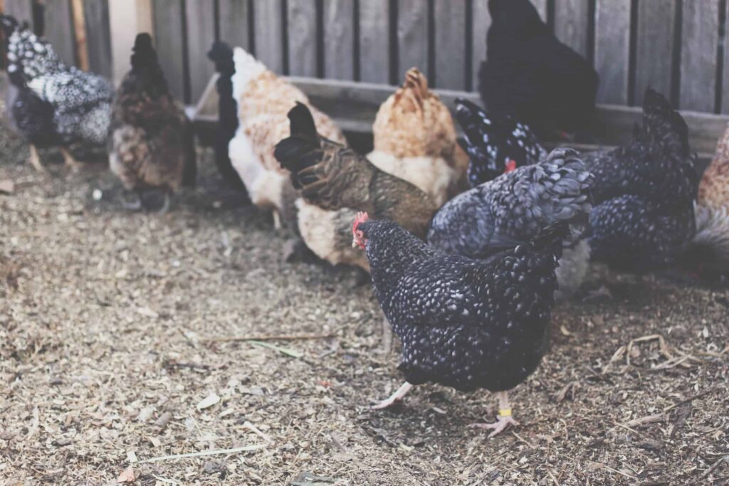 Chickens being all happy and chickeny in a chook yard